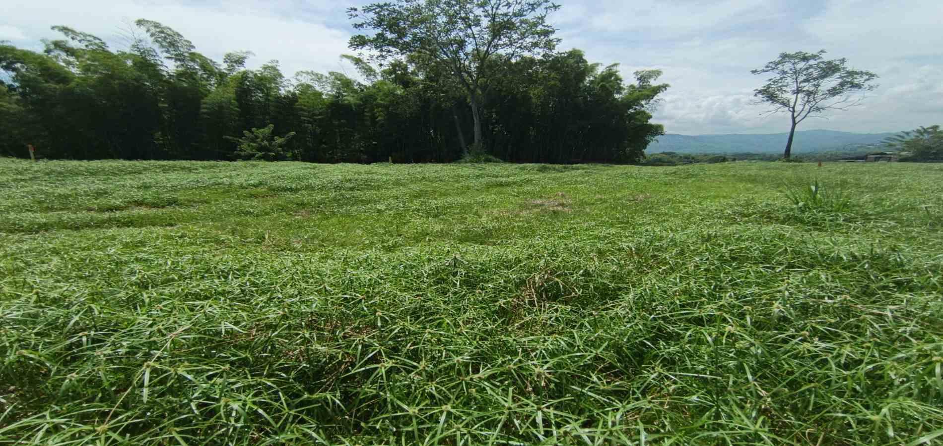Foto de Lote / terreno en Venta en Vereda santagueda, Palestina - 9 - 279064609