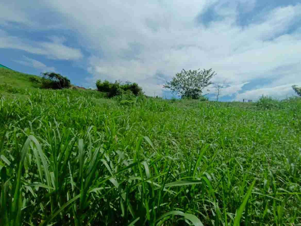 Foto de Lote / terreno en Venta en Vereda santagueda, Palestina - 6 - 279064397