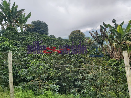 Foto de Finca en Venta en Vereda san luis , Filadelfia - 6 - 279013551