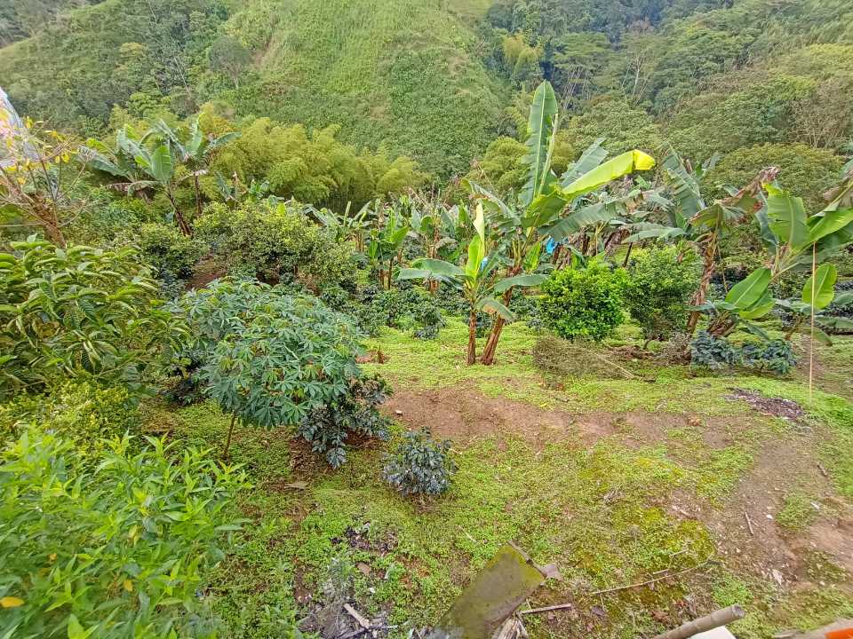 Foto de Finca en Venta en Comuna 10/la romelia, Dosquebradas - 3 - 279060854