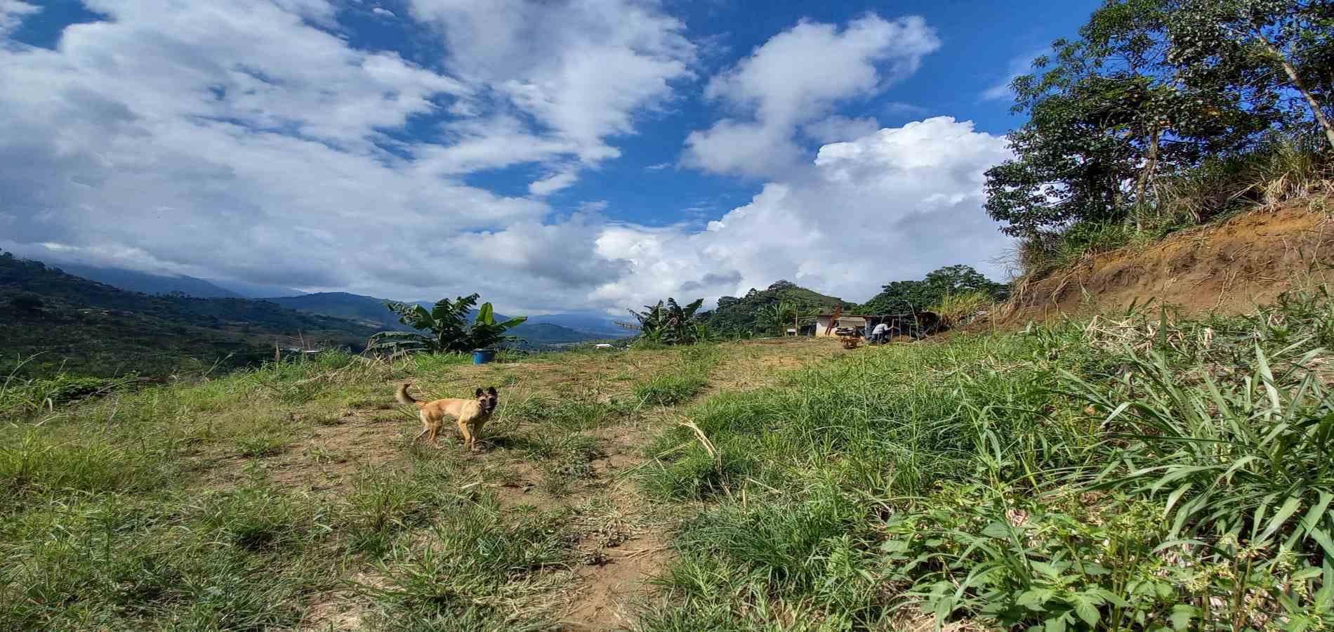 Foto de Finca en Venta en San peregrino, Manizales - 26 - 279061656
