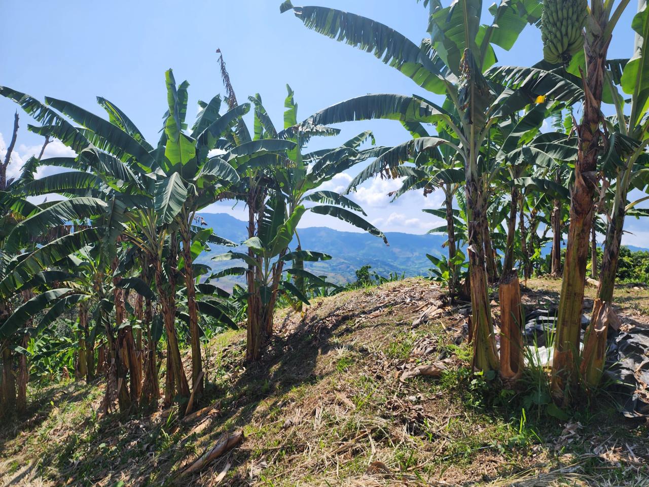 Foto de Finca en Venta en Barrio villa hermosa 2 y robelio suarez, Belen de umbria - 7 - 279056358