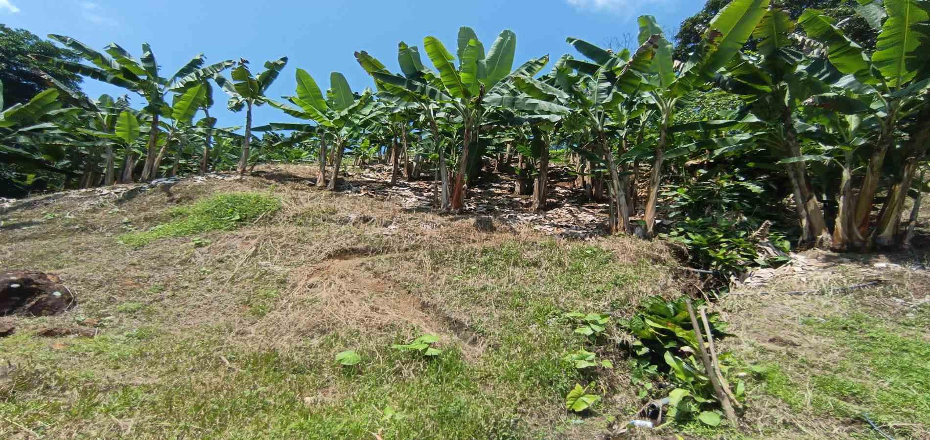 Foto de Lote / terreno en Venta en La plata, Palestina - 5 - 279067174