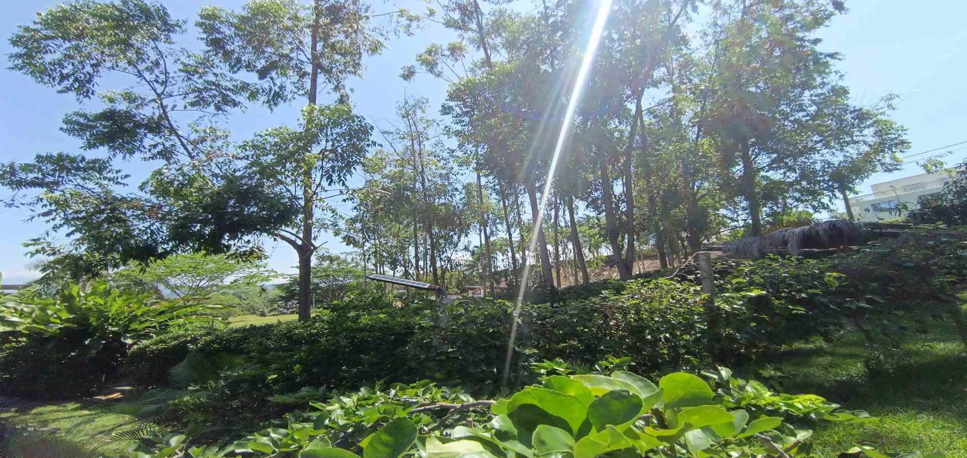 Foto de Lote / terreno en Venta en Vereda palermo, Neira - 25 - 279068279