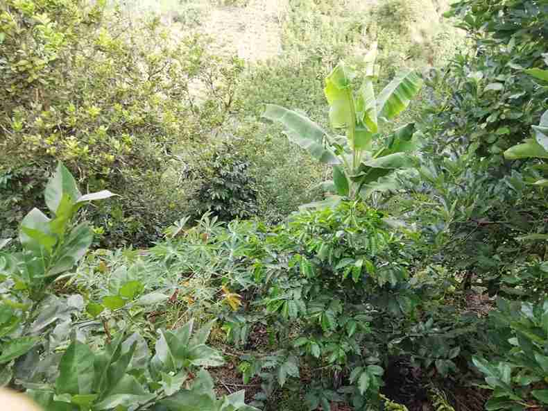 Foto de Finca en Venta en Vereda la esmeralda , Manzanares - 34 - 279057445