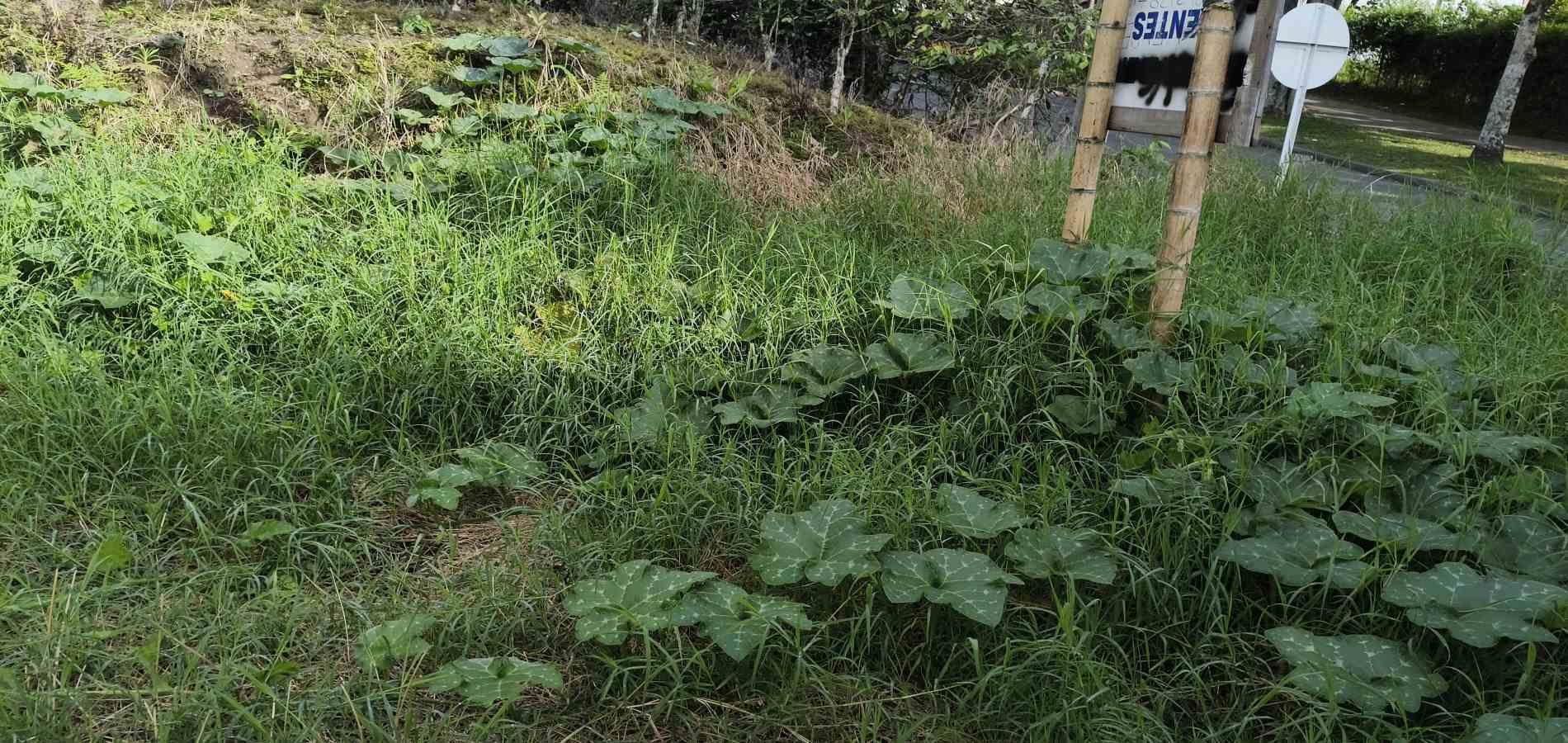 Foto de Lote / terreno en Venta en Corbones, Armenia  - 8 - 279066772