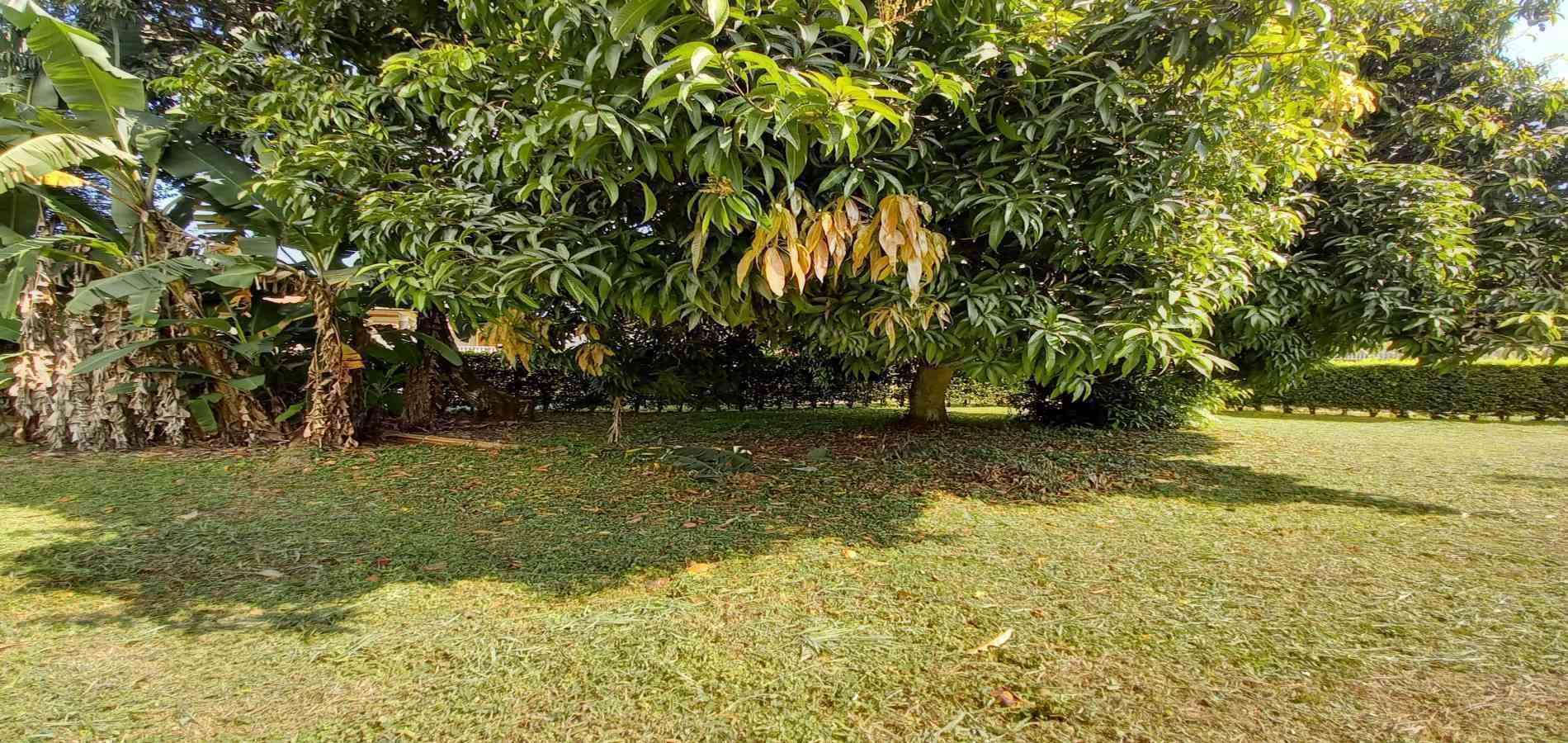 Foto de Lote / terreno en Venta en Vereda santagueda, Palestina - 35 - 279060420