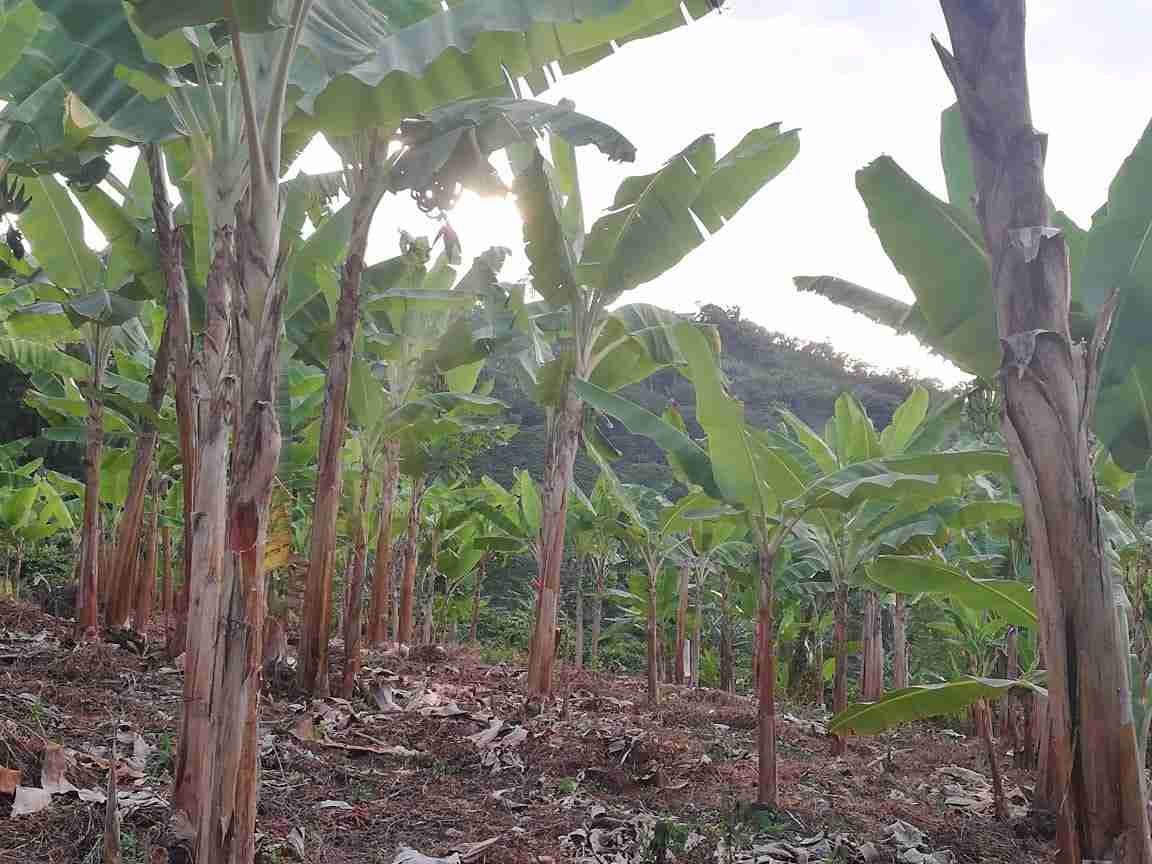 Foto de Lote / terreno en Venta en La cabaña, Manizales - 19 - 279020989