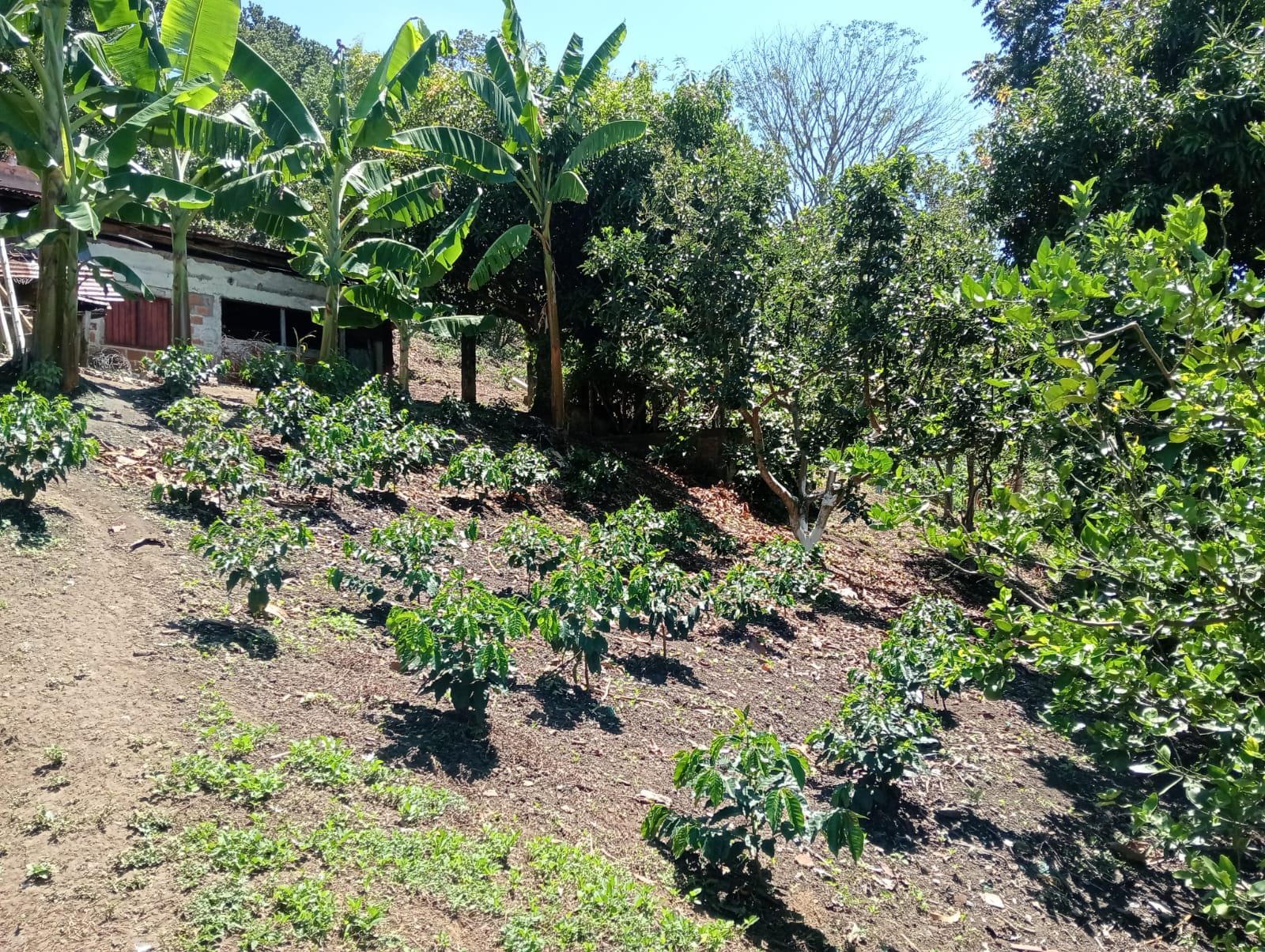 Foto de Finca en Venta en Anserma, Anserma - 13 - 279070221