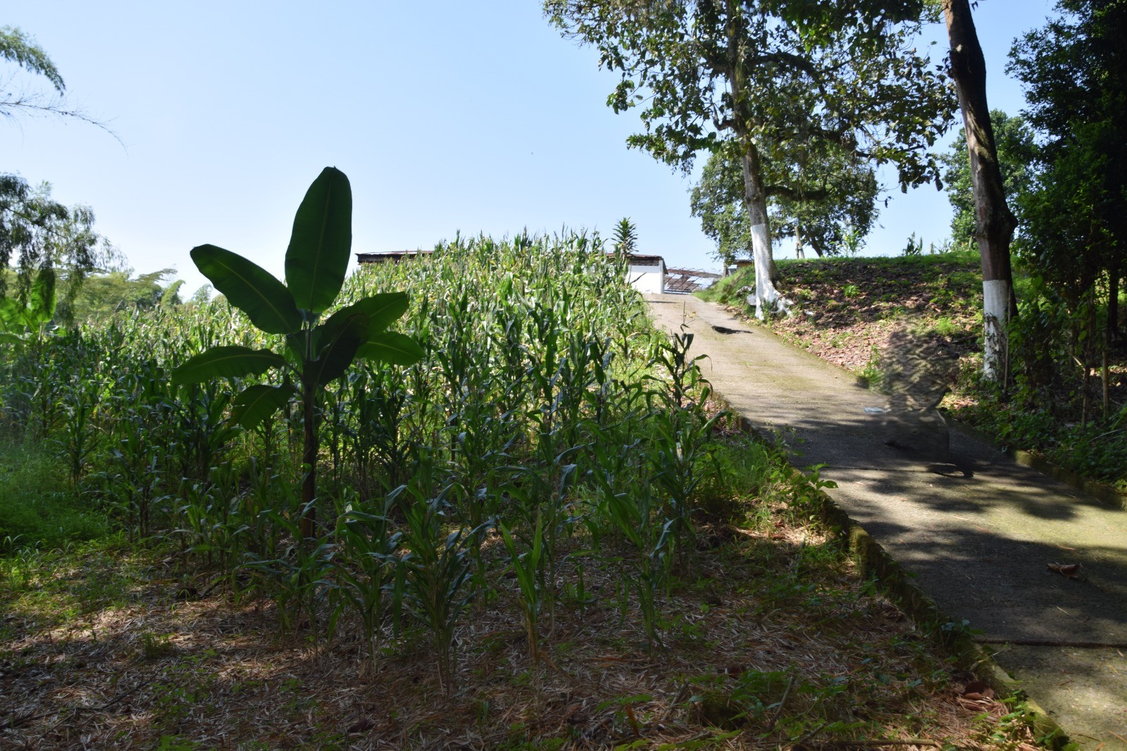Foto de Finca en Venta en La cabaña, Manizales - 2 - 279058352