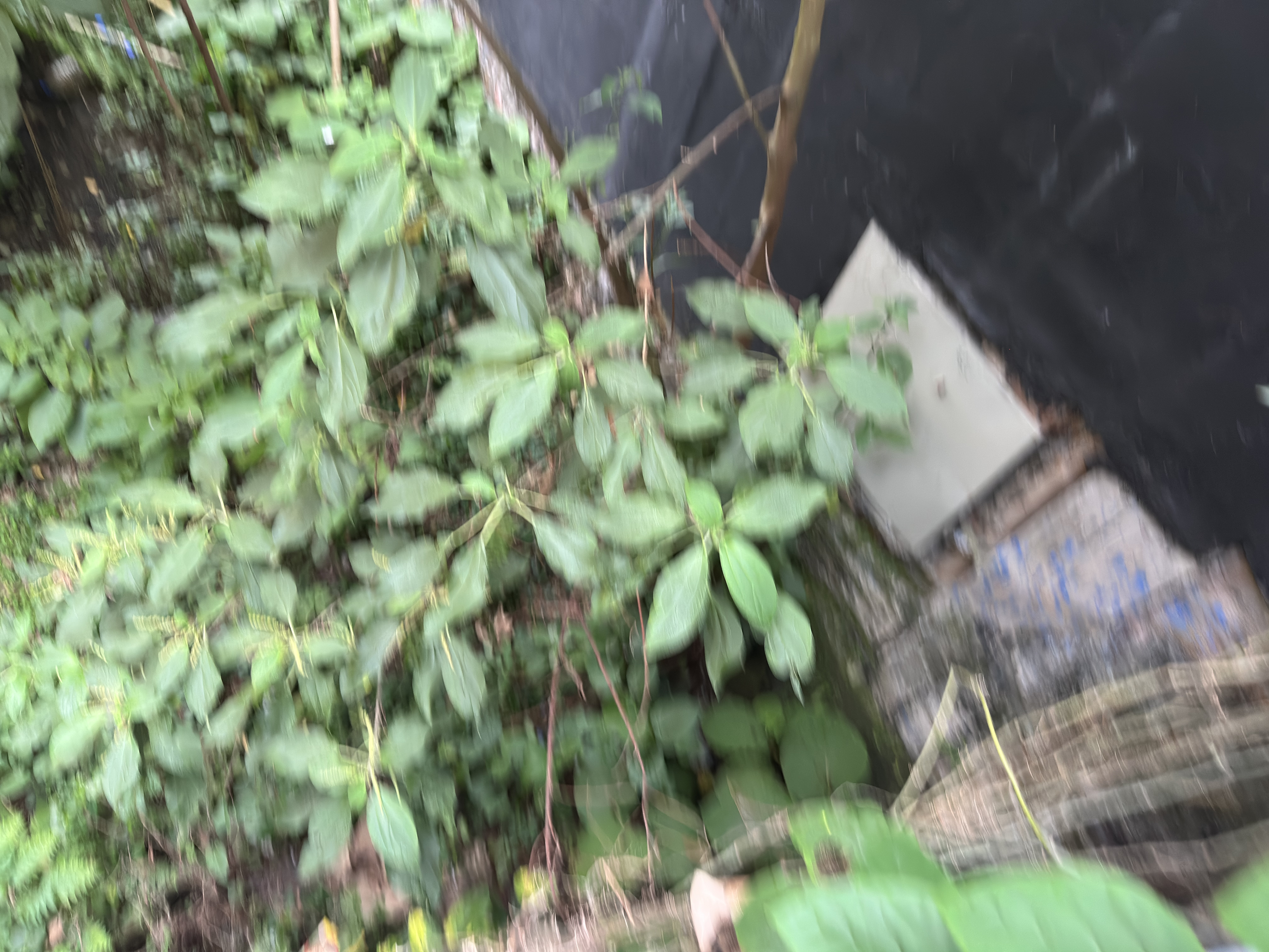 Foto de Lote / terreno en Venta en Fundadores, Armenia  - 4 - 279068364