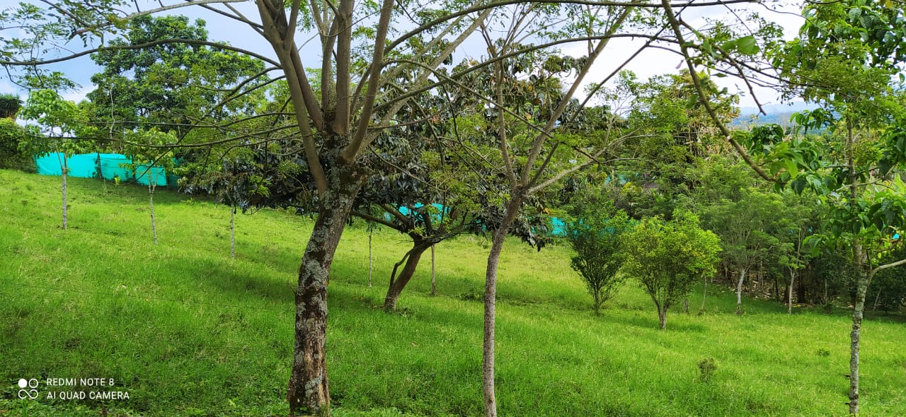 Foto de Lote / terreno en Venta en Altagracia, Pereira - 3 - 279057421