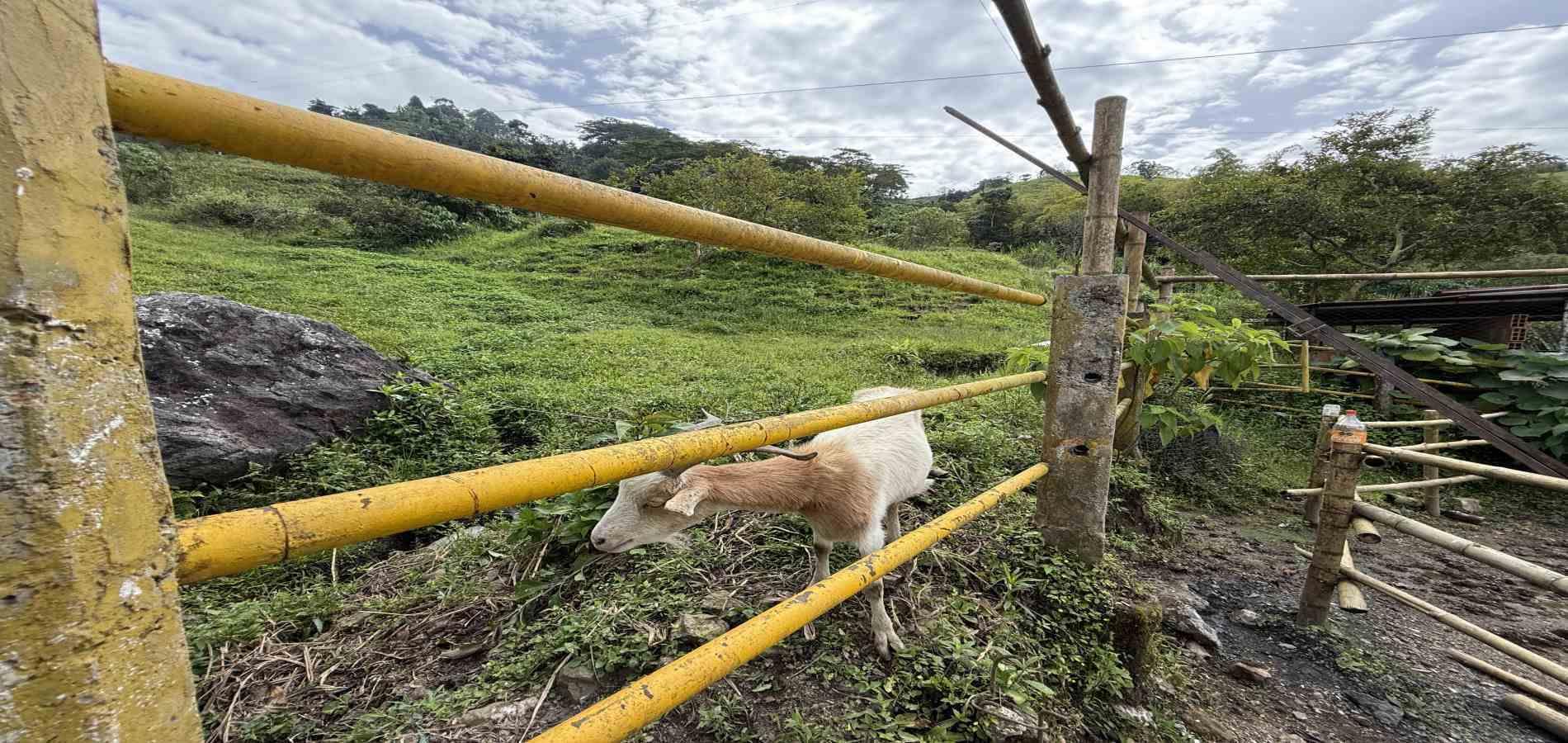 Foto de Finca en Venta en Agua azul, Dosquebradas - 15 - 279063271