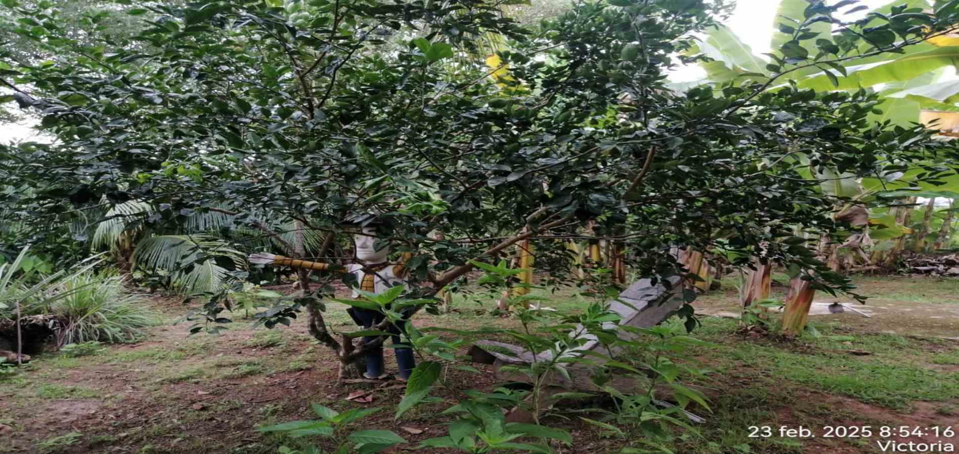 Foto de Finca en Venta en Victoria, Victoria - 15 - 279061622