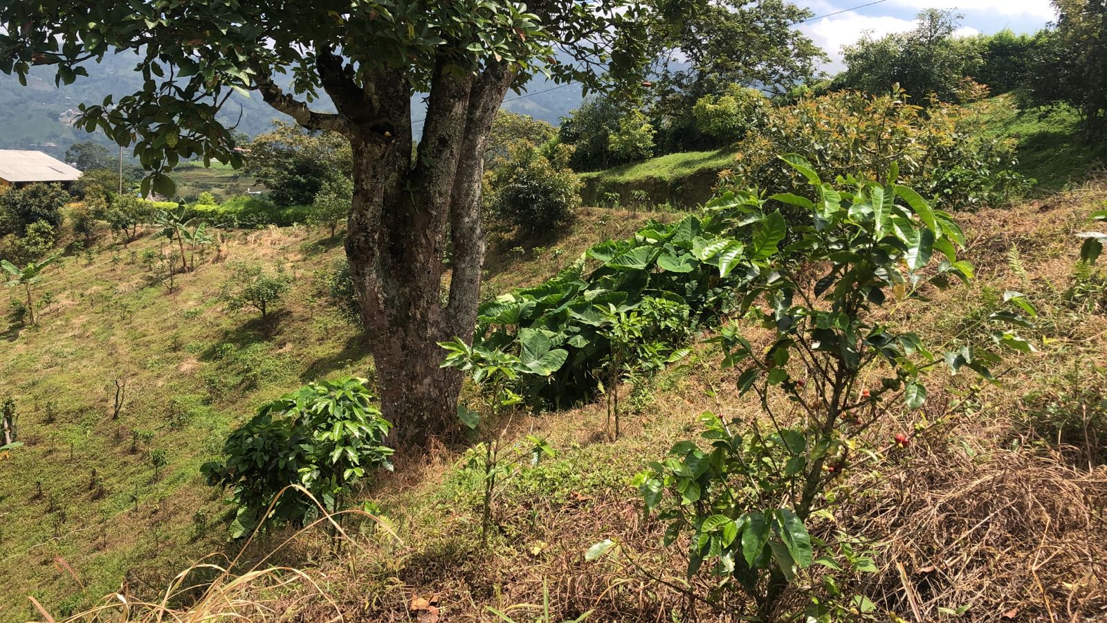 Foto de Lote / terreno en Venta en Dosquebradas, Dosquebradas - 7 - 279053267