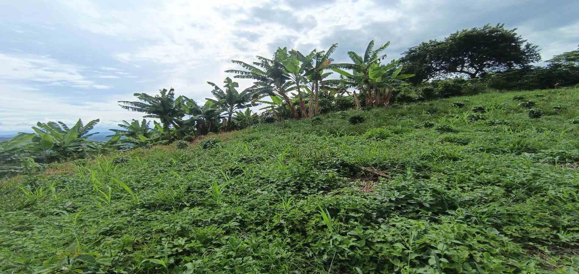 Foto de Lote / terreno en Venta en San peregrino, Manizales - 18 - 279068552
