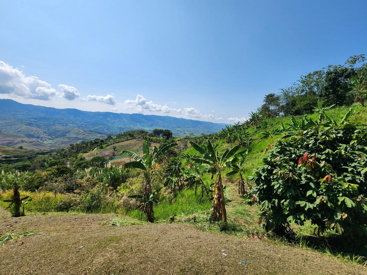 Foto de Finca en Venta en Barrio villa hermosa 2 y robelio suarez, Belen de umbria - 13 - 279056358