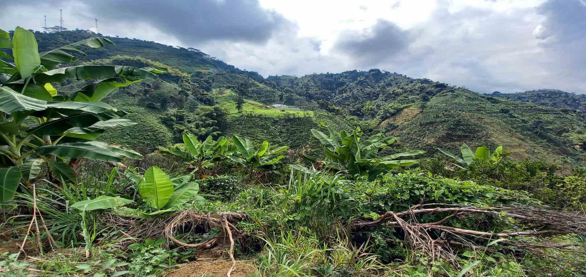 Foto de Finca en Venta en San peregrino, Manizales - 29 - 279061656