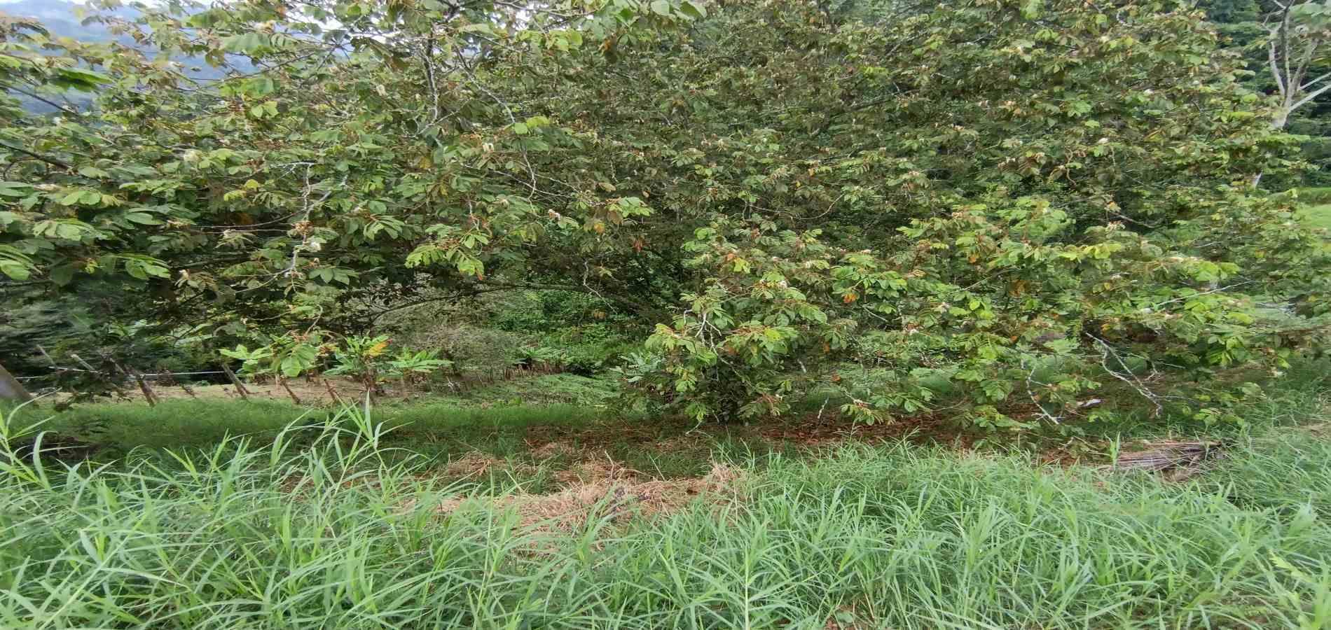 Foto de Lote / terreno en Venta en Vereda minitas , Manizales - 3 - 279068548