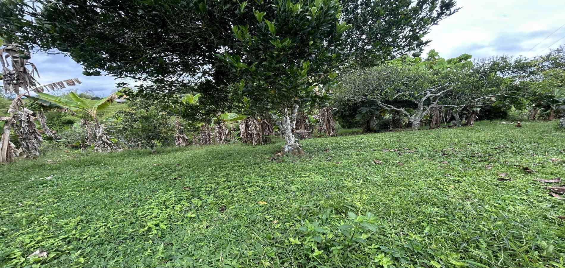 Foto de Finca en Venta en Morelia, Pereira - 1 - 279067012
