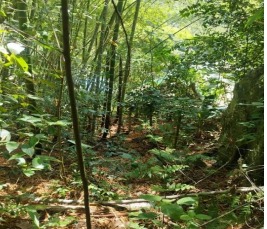 Foto de Casa campestre en Venta en Berlin, Ibague - 4 - 279063576
