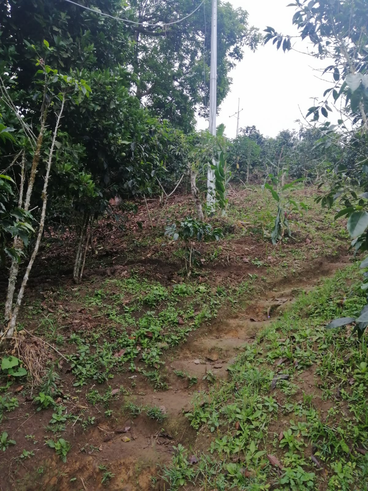 Foto de Lote / terreno en Venta en Llanitos, Villamaria - 10 - 279026006