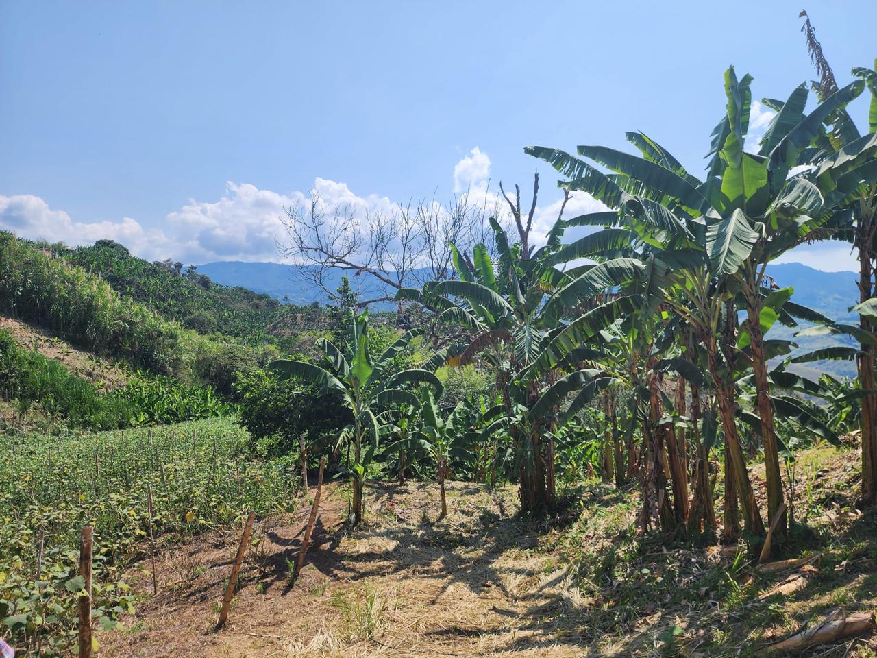 Foto de Finca en Venta en Barrio villa hermosa 2 y robelio suarez, Belen de umbria - 8 - 279056358