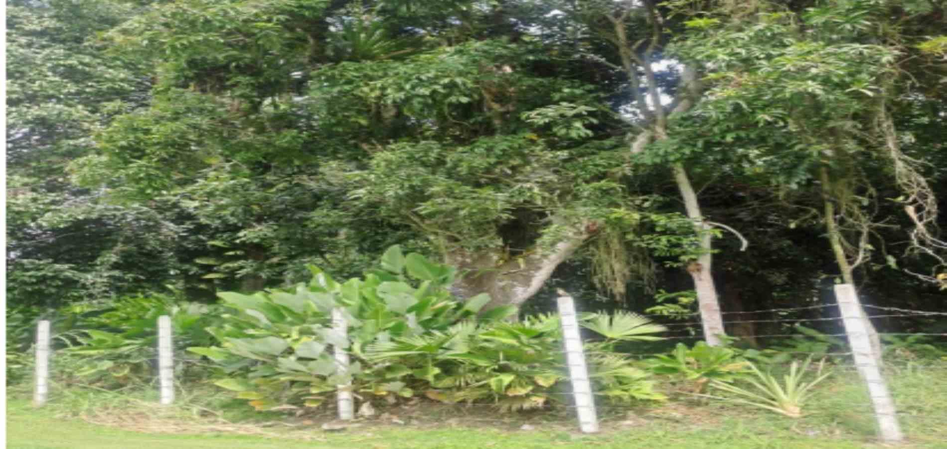 Foto de Lote / terreno en Venta en Las pavas, Manizales - 3 - 279059784