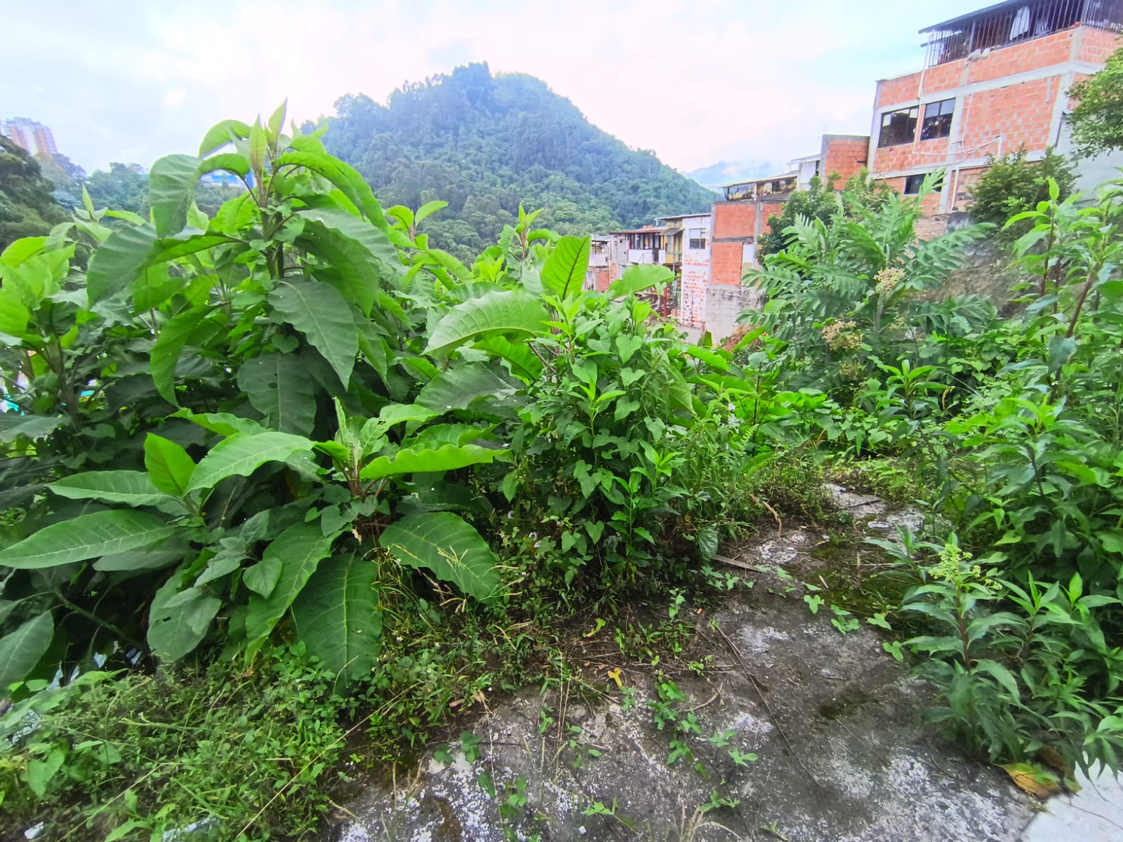 Foto de Lote / terreno en Venta en Fátima, Manizales - 6 - 279068979