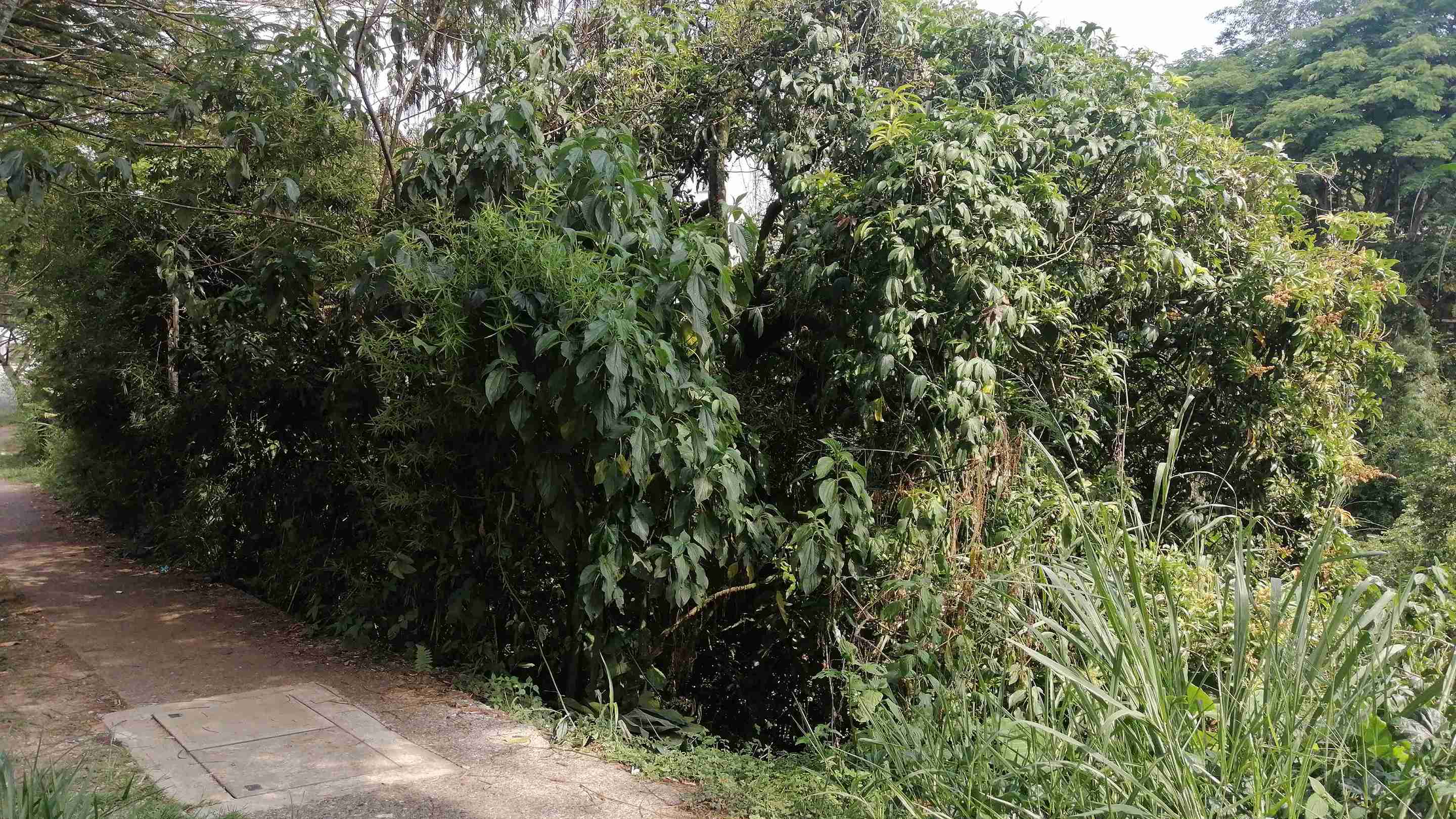 Foto de Lote / terreno para Venta en Comuna el jardin/av. 30 agosto, Pereira - 279056661