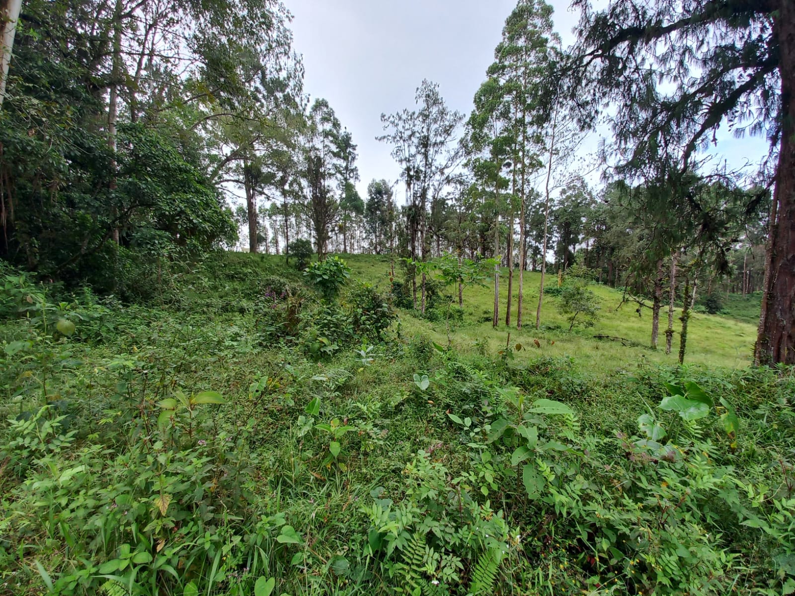 Foto de Lote / terreno en Venta en Via armenia, Pereira - 4 - 279066674
