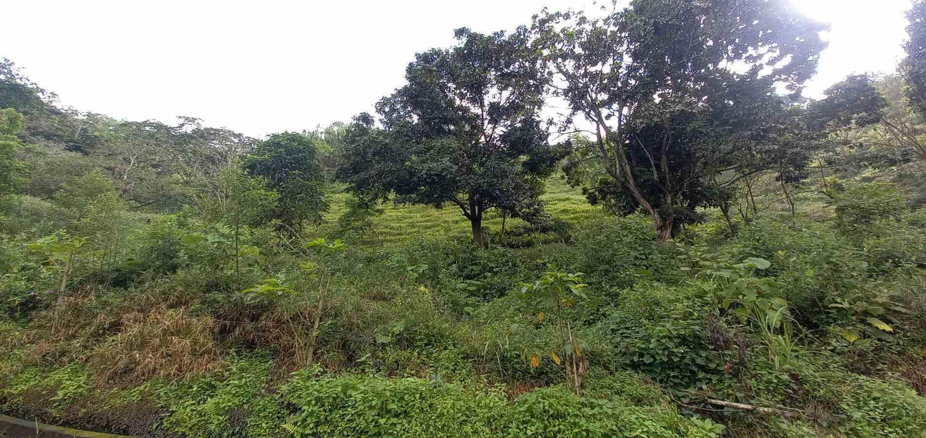 Foto de Lote / terreno en Venta en Vereda la trinidad, Manizales - 3 - 279062688