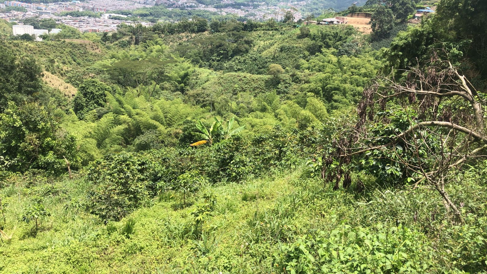Foto de Lote / terreno en Venta en Dosquebradas, Dosquebradas - 23 - 279053269