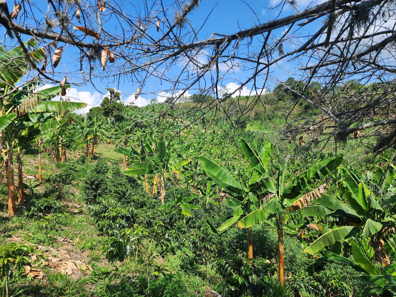 Foto de Finca en Venta en Barrio villa hermosa 2 y robelio suarez, Belen de umbria - 10 - 279056358