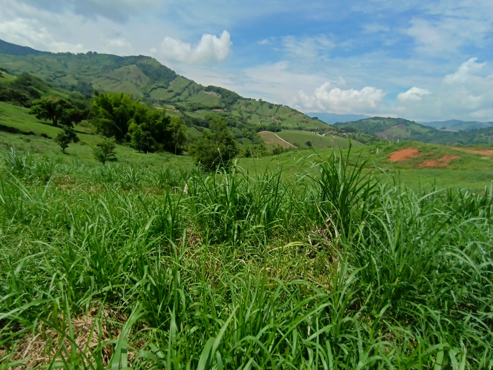 Foto de Lote / terreno en Venta en Vereda santagueda, Palestina - 2 - 279064778