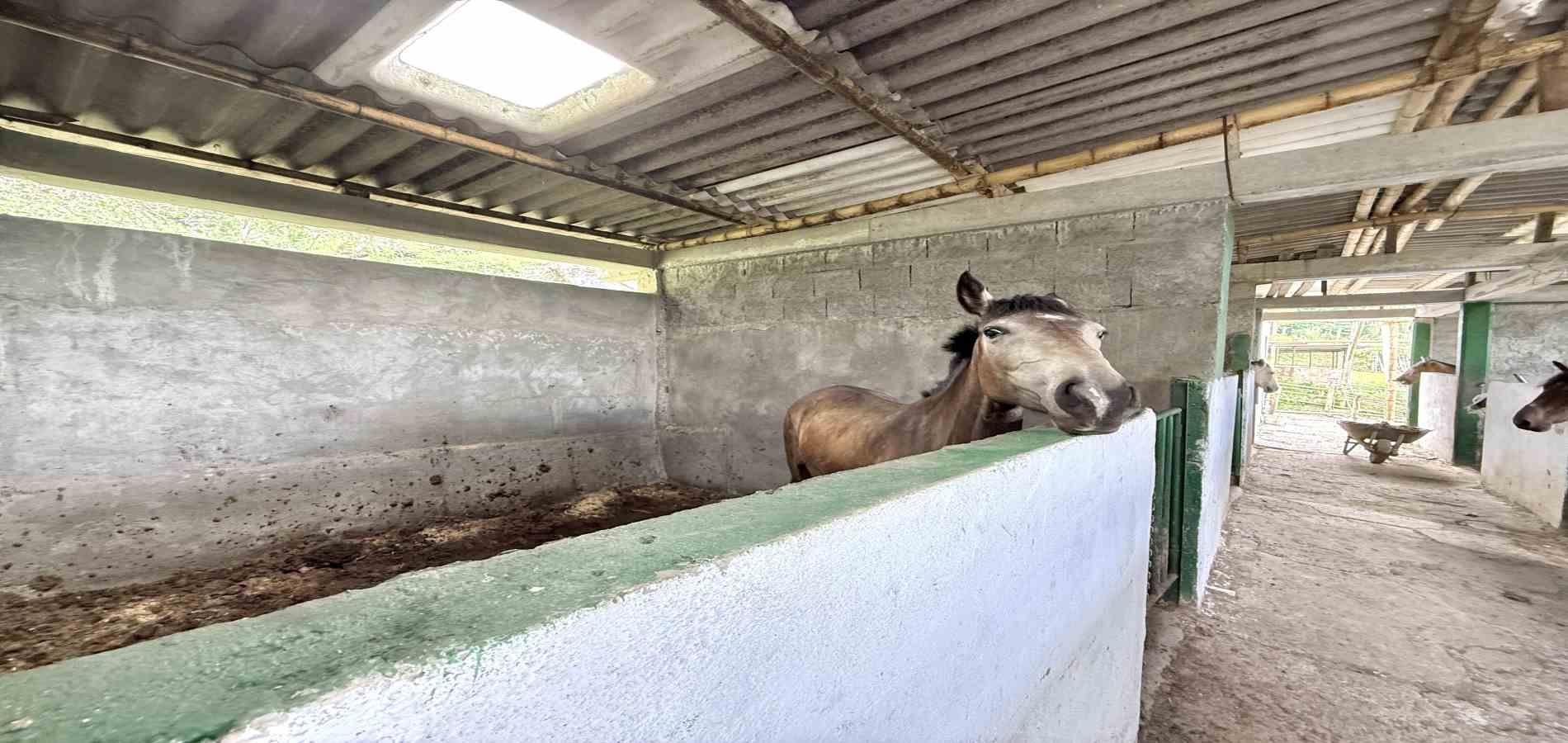 Foto de Finca en Venta en Agua azul, Dosquebradas - 6 - 279063271