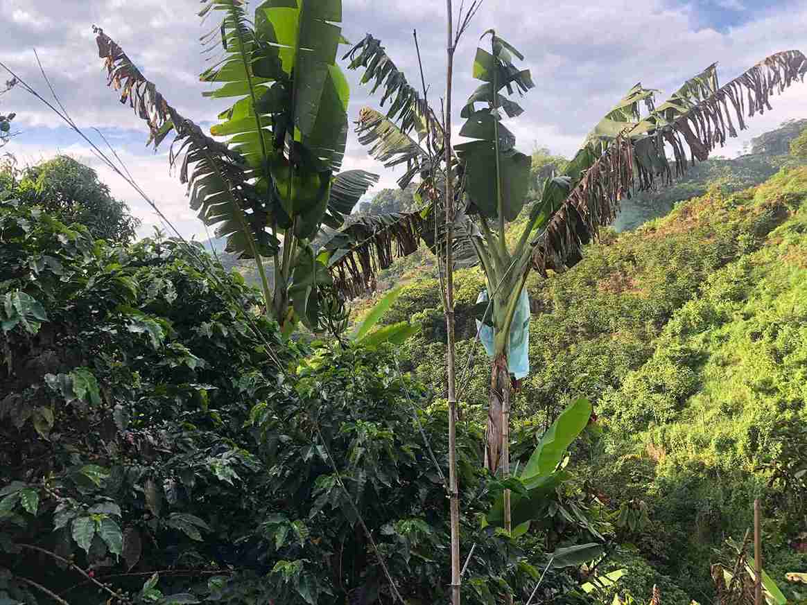 Foto de Finca en Venta en Combia, Pereira - 6 - 279052850