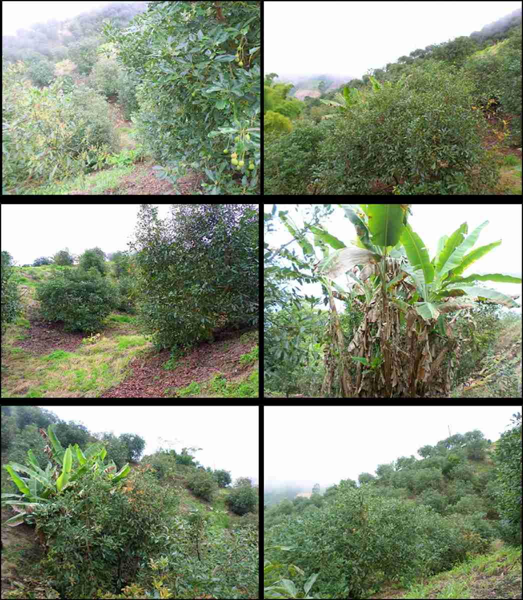 Foto de Finca en Venta en Vereda la divisa, Fresno - 2 - 17681