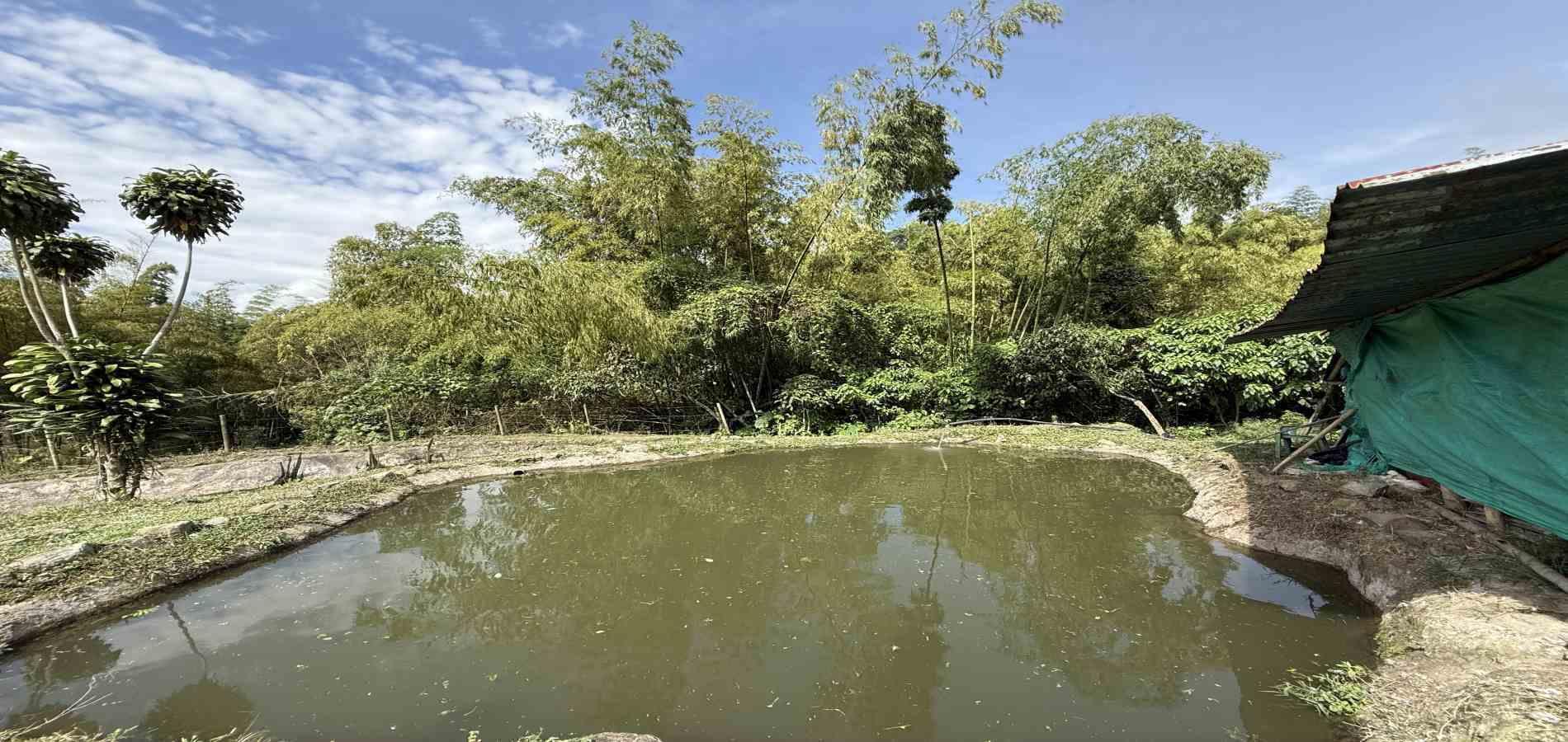 Foto de Finca en Venta en Agua azul, Dosquebradas - 39 - 279063271