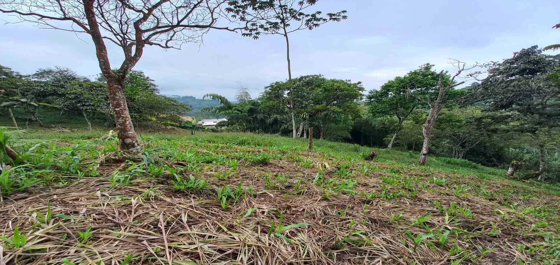 Foto de Lote / terreno en Venta en El bosque, Dosquebradas - 2 - 48802