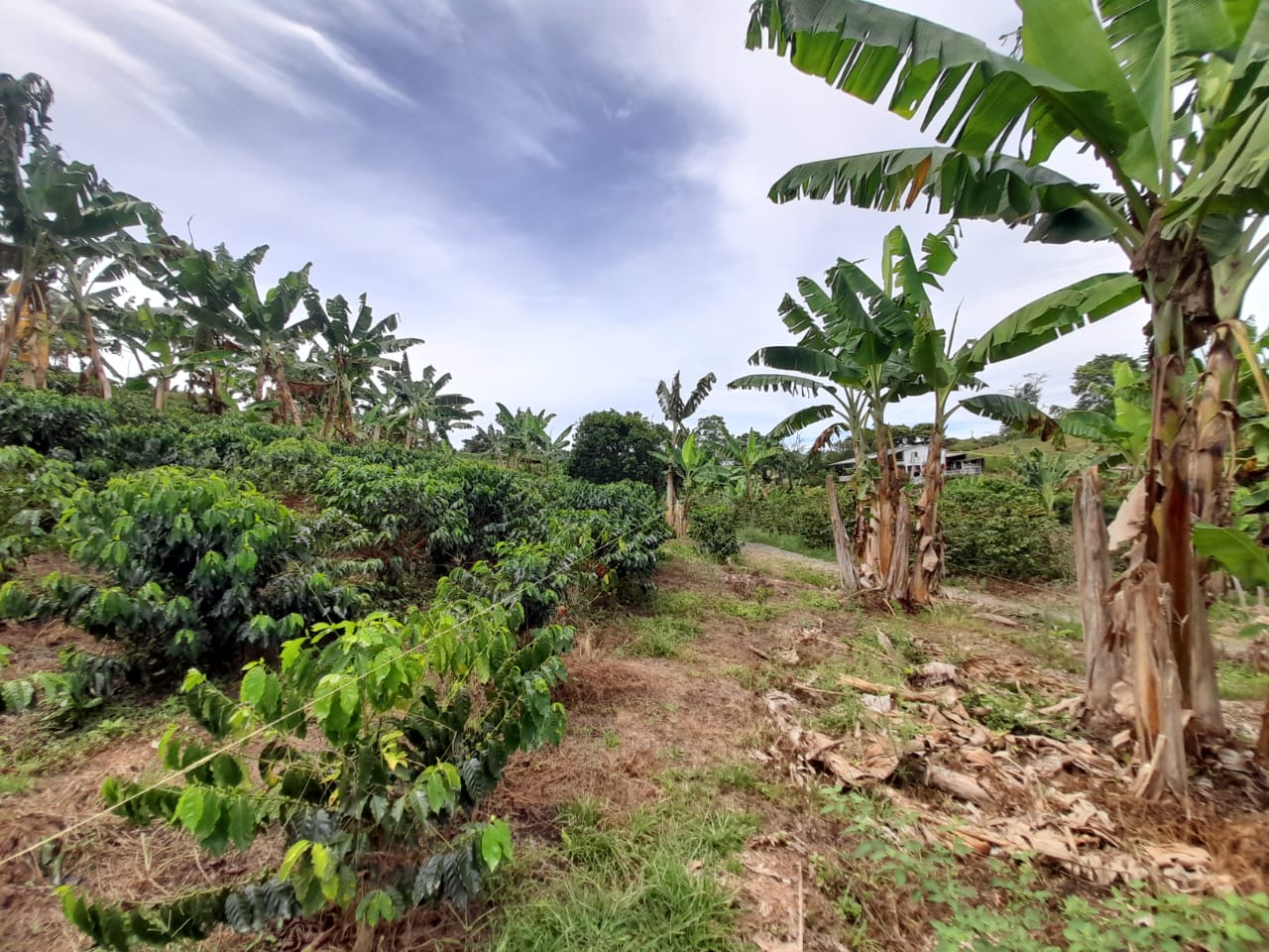 Foto de Lote / terreno en Venta en Arabia, Pereira - 14 - 279059189