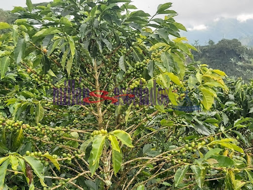 Foto de Finca en Venta en Vereda san luis , Filadelfia - 14 - 279013551