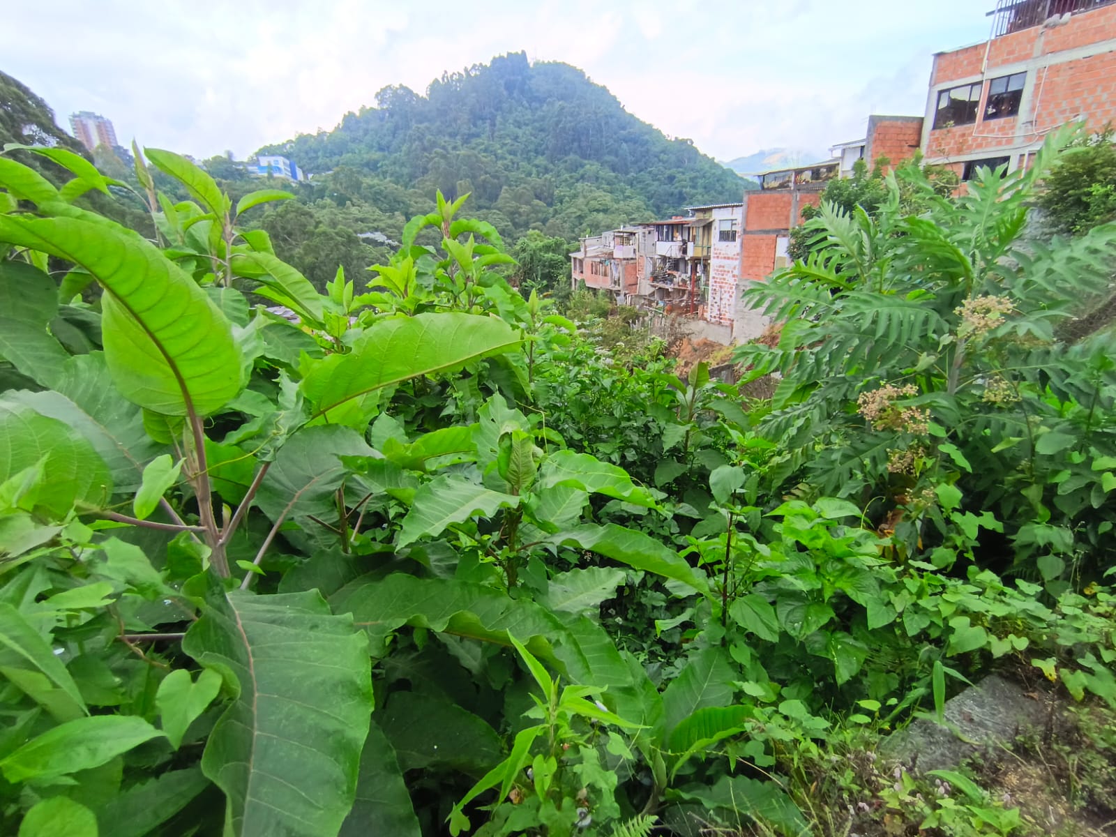 Foto de Lote / terreno en Venta en Fátima, Manizales - 17 - 279068979