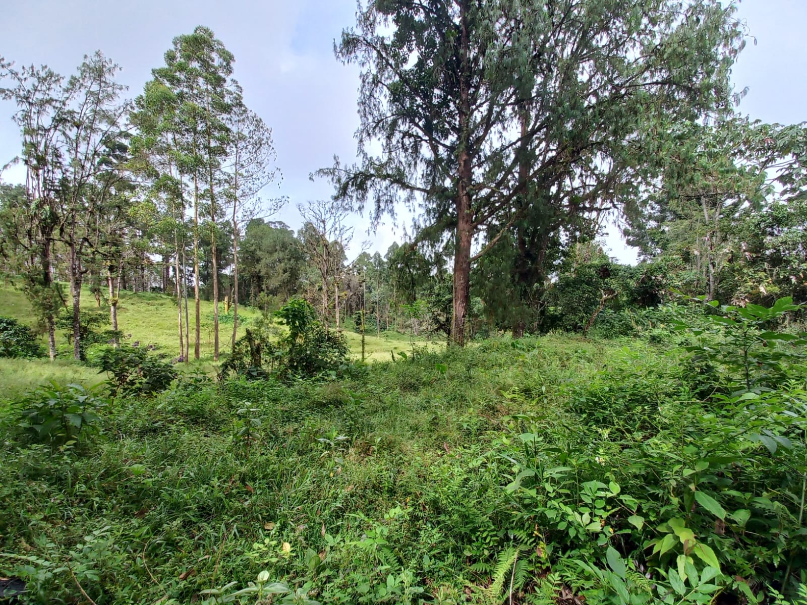 Foto de Lote / terreno para Venta en Via armenia, Pereira - 279066674
