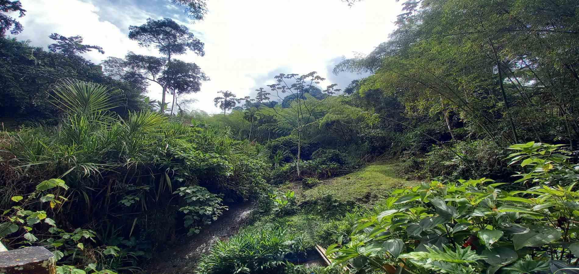 Foto de Lote / terreno en Venta en Vereda la trinidad, Manizales - 11 - 279062689
