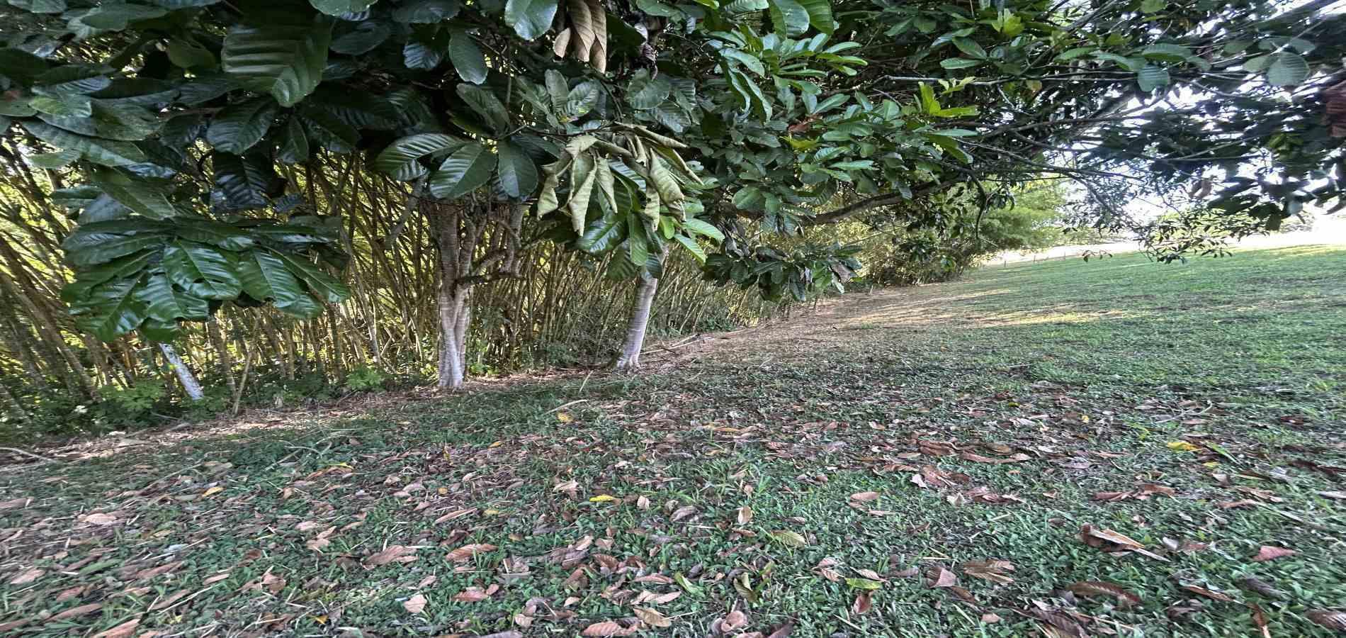 Foto de Lote / terreno en Venta en Cerritos, Pereira - 20 - 279069202