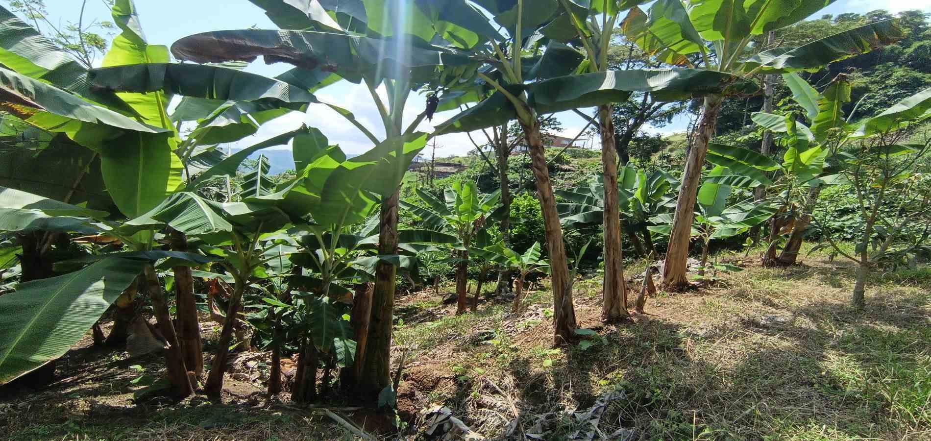 Foto de Lote / terreno en Venta en La plata, Palestina - 2 - 279067174