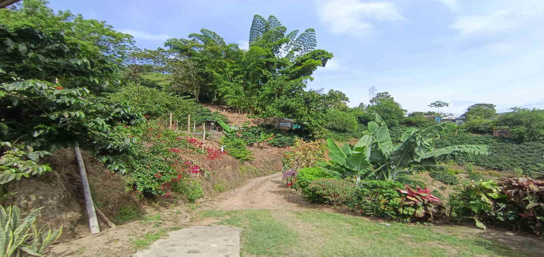 Foto de Finca en Venta en Vereda la palma , Manizales - 22 - 279069356
