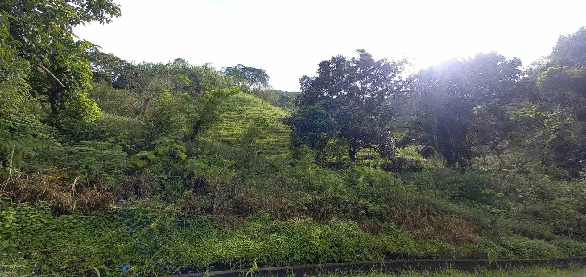 Foto de Lote / terreno en Venta en Vereda la trinidad, Manizales - 14 - 279062688