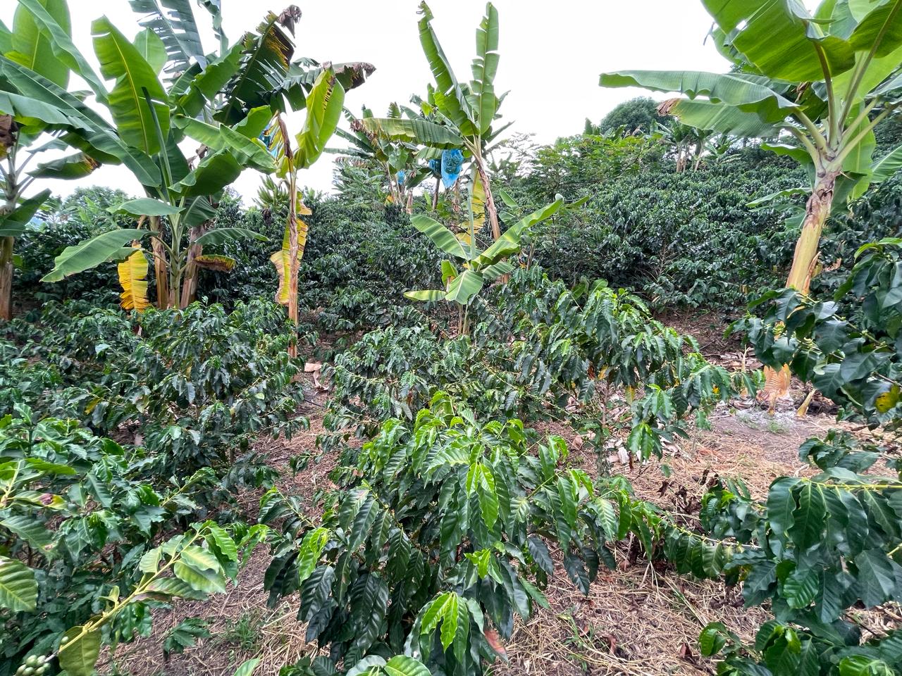 Foto de Finca en Venta en La insula, Chinchina - 4 - 279056370